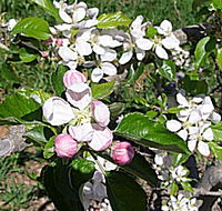Avro Park Orchards - Darwin Holiday