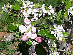 Avro Park Orchards - Darwin Holiday 0