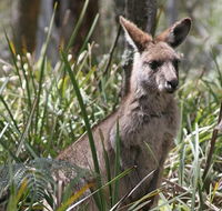 Blue Mountains Guides - Darwin Holiday