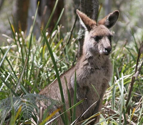Blue Mountains Guides - Darwin Holiday 0