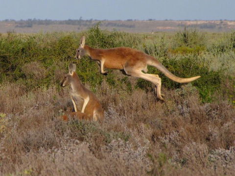 Echidna Walkabout Nature Tours - Darwin Holiday 11