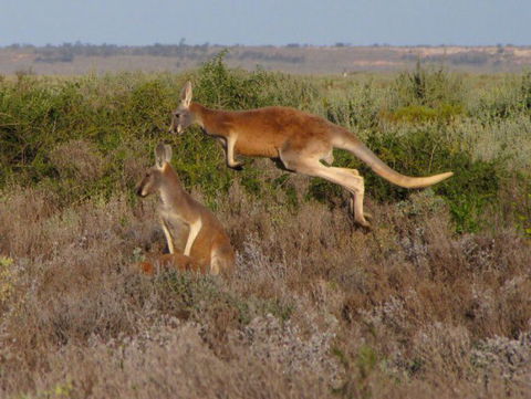 Echidna Walkabout Nature Tours - Darwin Holiday 14