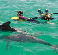 Rockingham Wild Encounters - Swim with Wild Dolphins - Darwin Holiday