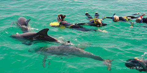 Rockingham Wild Encounters - Swim With Wild Dolphins - Darwin Holiday 1