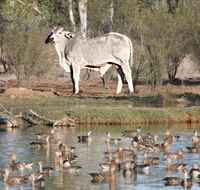 Natural Encounters Trail - Darwin Holiday