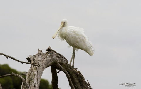 Melbourne Birding Tours - Darwin Holiday 3