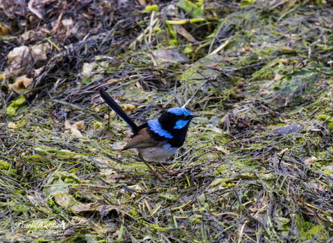 Melbourne Birding Tours - Darwin Holiday 7