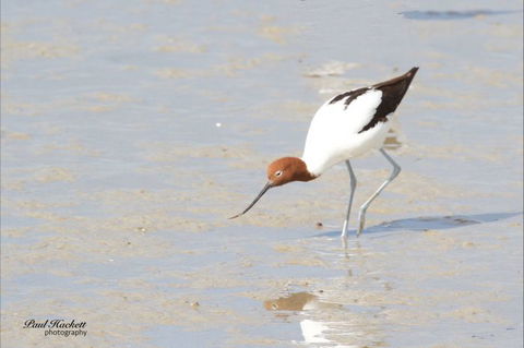 Melbourne Birding Tours - Darwin Holiday 14