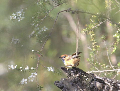 Melbourne Birding Tours - Darwin Holiday 18