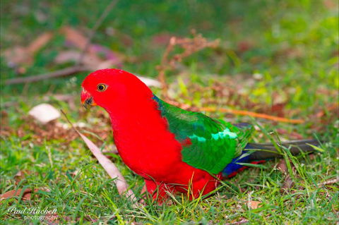 Melbourne Birding Tours - Darwin Holiday 20