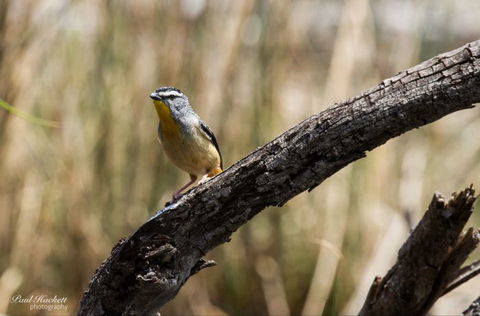 Melbourne Birding Tours - Darwin Holiday 22