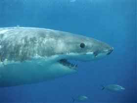 Goin' Off Safaris - Darwin Holiday 6