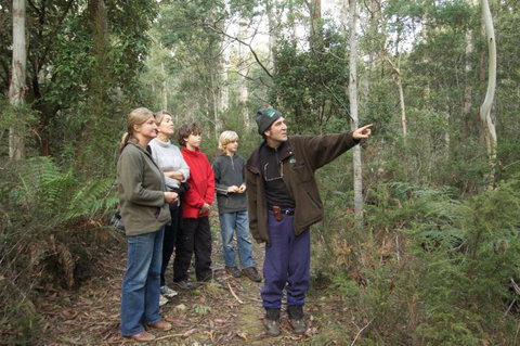 Great Western Tiers Forest Walks Tasmania - Darwin Holiday 1