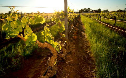 Kaesler Old Vine Vineyard Tour - Darwin Holiday 0