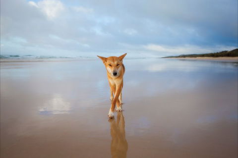Fraser Island Adventure Tours - Darwin Holiday 5