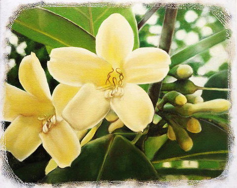 Claire Souter Gallery - Darwin Holiday 1