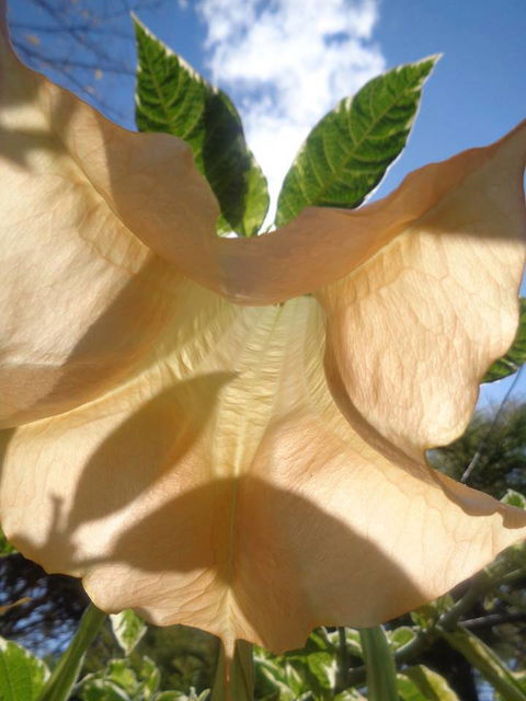 Marysworldart Bali Imports - Darwin Holiday 1