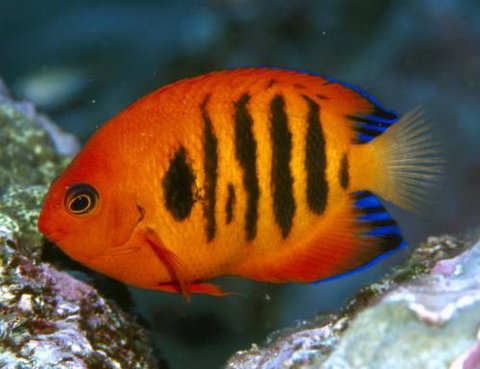 Cairns Marine - Darwin Holiday 0