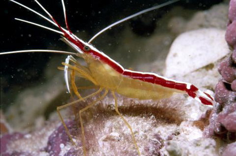 Cairns Marine - Darwin Holiday 1