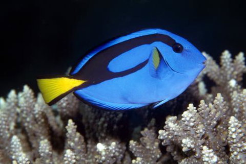 Cairns Marine - Darwin Holiday 2