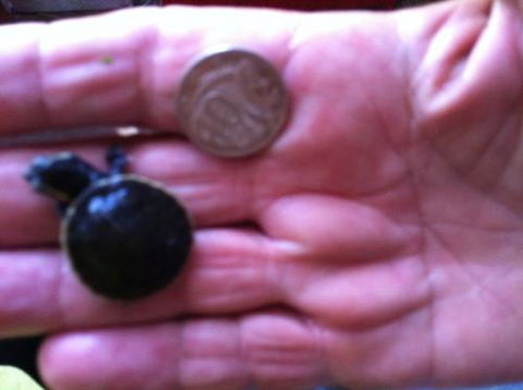 Hurley’s Aquariums - Darwin Holiday 0