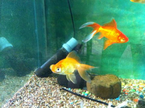 Hurley’s Aquariums - Darwin Holiday 2