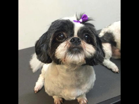 Pets Wonderland - Darwin Holiday 4