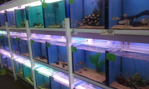 Summerland Aquarium - Darwin Holiday 1