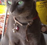 Pets and Saddles - Darwin Holiday