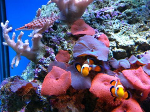 Tropical Marine Centre - Darwin Holiday 0