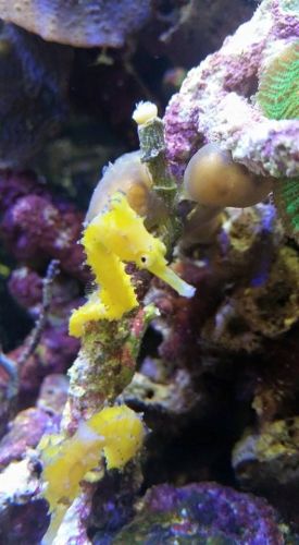 Tropical Marine Centre - Darwin Holiday 1