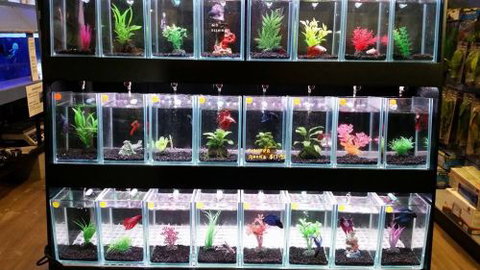 Tropical Marine Centre - Darwin Holiday 2