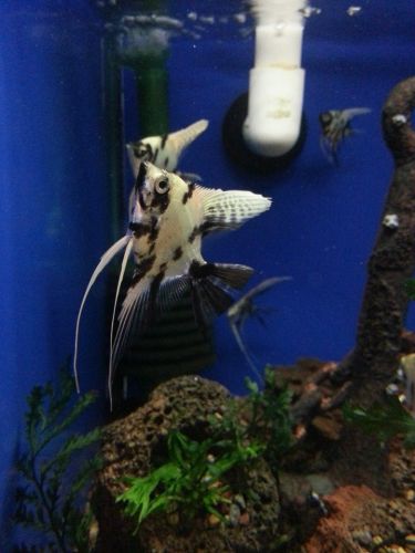 Tropical Marine Centre - Darwin Holiday 3