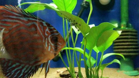 Tropical Marine Centre - Darwin Holiday 4