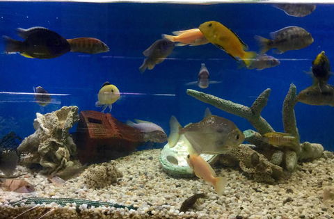 Clearwater Aquariums - Darwin Holiday 3