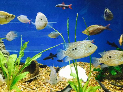 Clearwater Aquariums - Darwin Holiday 4