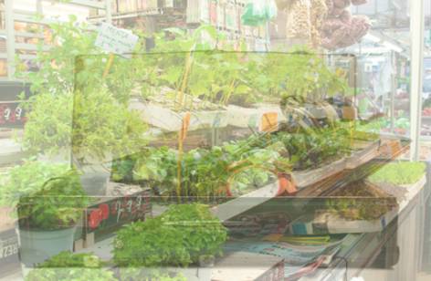 Dapto Markets - Darwin Holiday 2