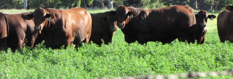 Quirindi Grain And Produce - Darwin Holiday 3