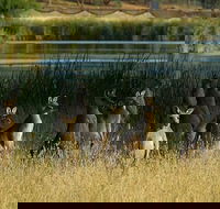 Canberra - The National Capital  Full Day Private Tour  Departs from Sydney - Darwin Holiday