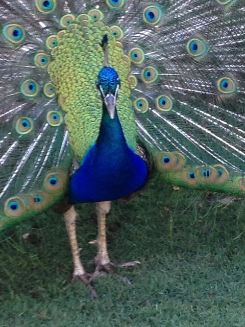 Pinnacles Desert, Koalas And Sandboarding 4WD Day Tour From Perth - Darwin Holiday 22