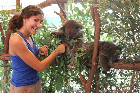 Pinnacles Desert, Koalas And Sandboarding 4WD Day Tour From Perth - Darwin Holiday 29