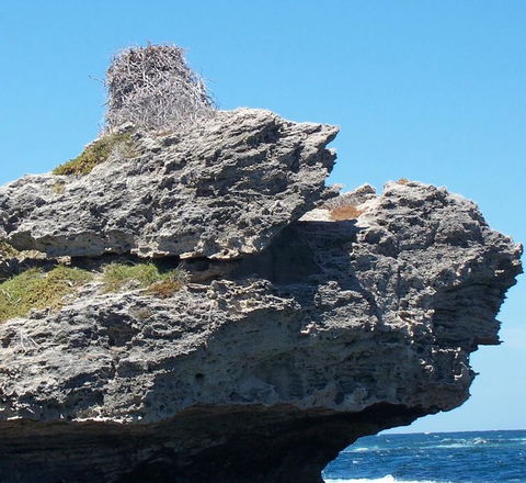 Rottnest Island Tour From Perth Or Fremantle Including Adventure Speed Boat Ride - Darwin Holiday 7