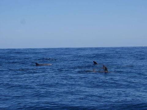 Rottnest Island Tour From Perth Or Fremantle Including Adventure Speed Boat Ride - Darwin Holiday 6