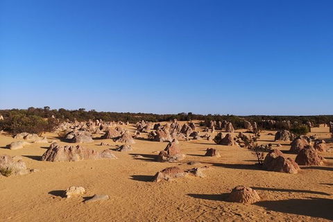 Pinnacles Day Trip From Perth Including Yanchep National Park - Darwin Holiday 6