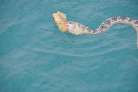 Snubfin Dolphin Eco Cruise From Broome - Darwin Holiday 10