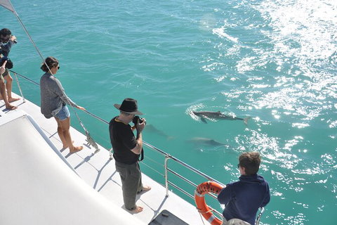Snubfin Dolphin Eco Cruise From Broome - Darwin Holiday 4