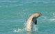 Snubfin Dolphin Eco Cruise From Broome - thumb 11