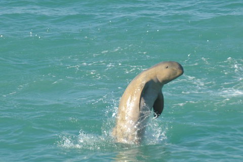 Snubfin Dolphin Eco Cruise From Broome - Darwin Holiday 11