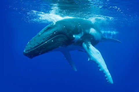 Dunsborough Whale Watching Eco Tour - Darwin Holiday 0