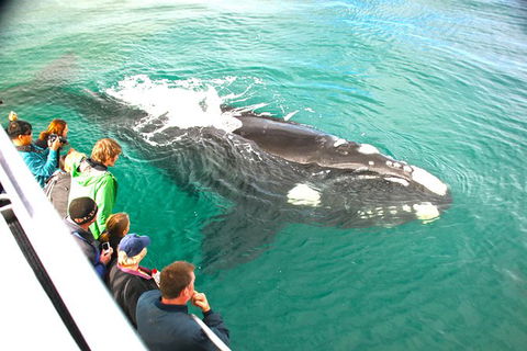Dunsborough Whale Watching Eco Tour - Darwin Holiday 3